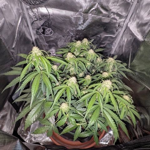 Medusa F1 growlog timeline photo