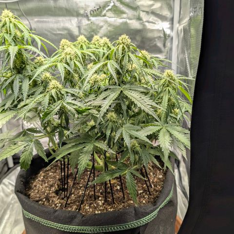 Medusa F1 growlog timeline photo