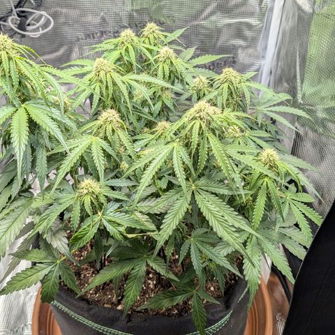 Medusa F1 growlog timeline photo