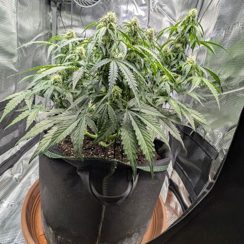 Medusa F1 growlog timeline photo