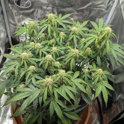 Medusa F1 growlog timeline photo