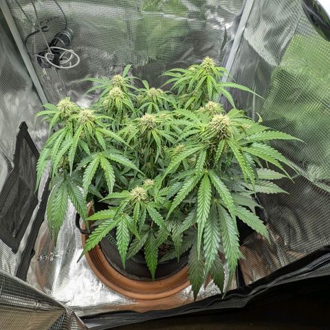 Medusa F1 growlog timeline photo