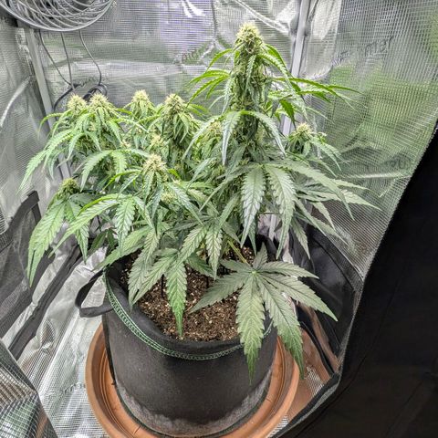 Medusa F1 growlog timeline photo