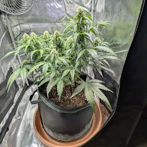 Medusa F1 growlog timeline photo