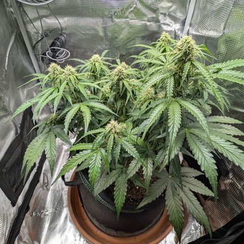 Medusa F1 growlog timeline photo