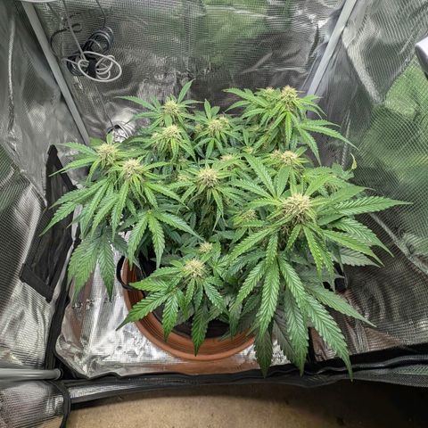 Medusa F1 growlog timeline photo