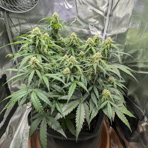 Medusa F1 growlog timeline photo
