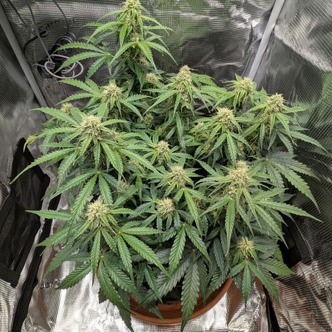 Medusa F1 growlog timeline photo