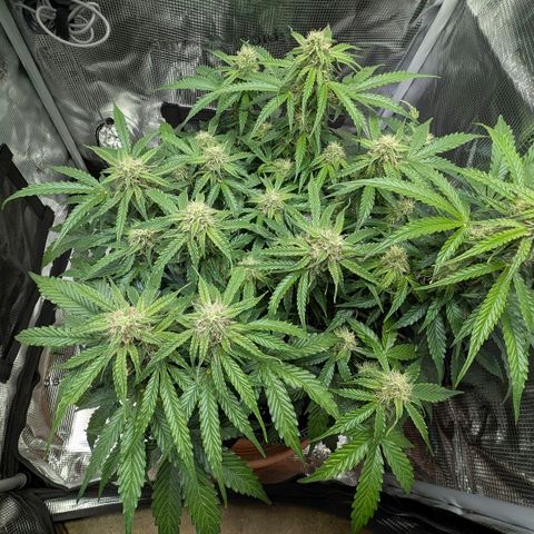 Medusa F1 growlog timeline photo