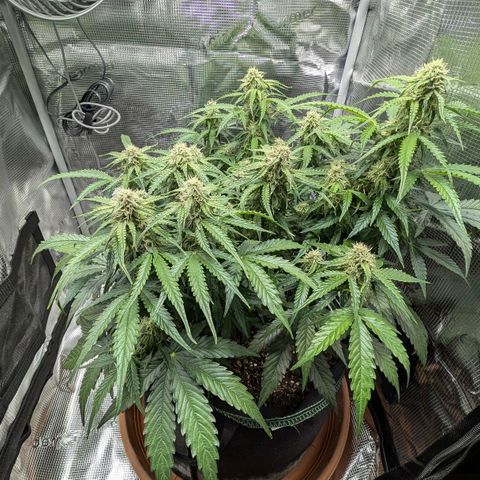 Medusa F1 growlog timeline photo