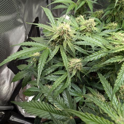 Medusa F1 growlog timeline photo