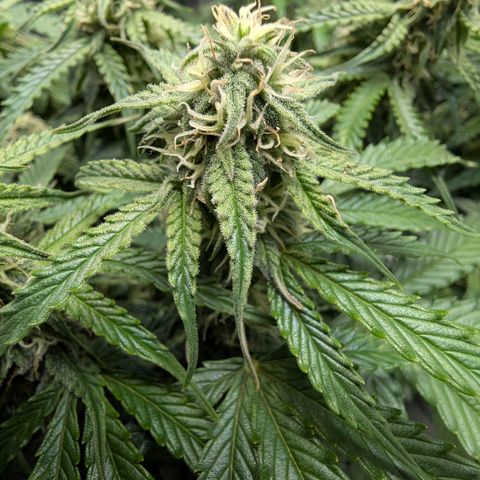 Medusa F1 growlog timeline photo