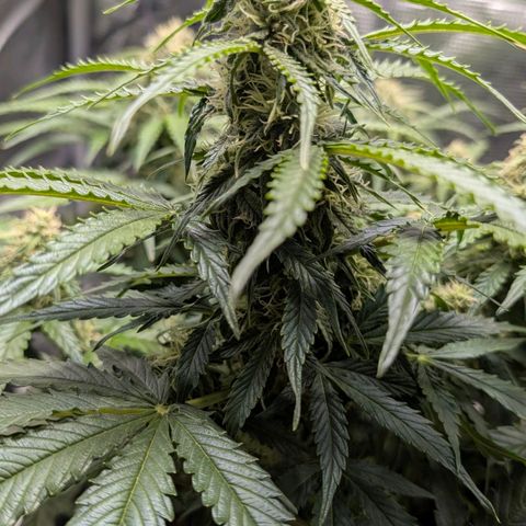 Medusa F1 growlog timeline photo