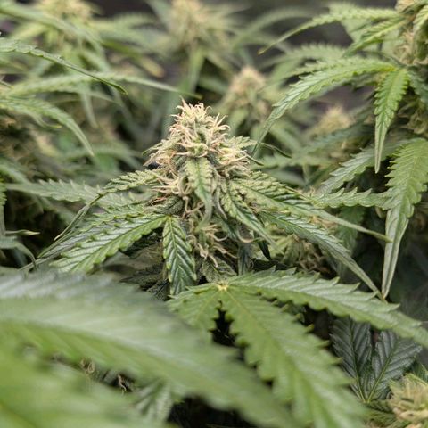 Medusa F1 growlog timeline photo