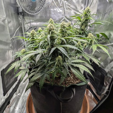 Medusa F1 growlog timeline photo