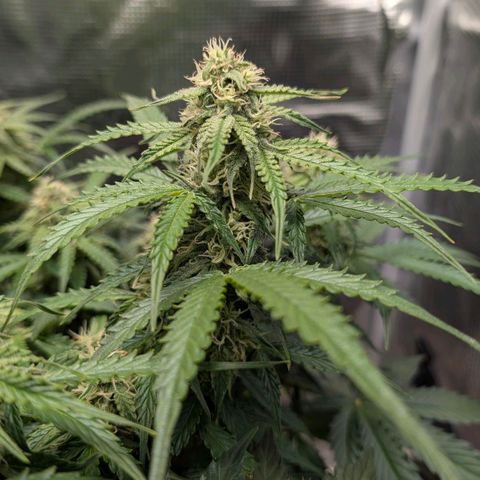 Medusa F1 growlog timeline photo