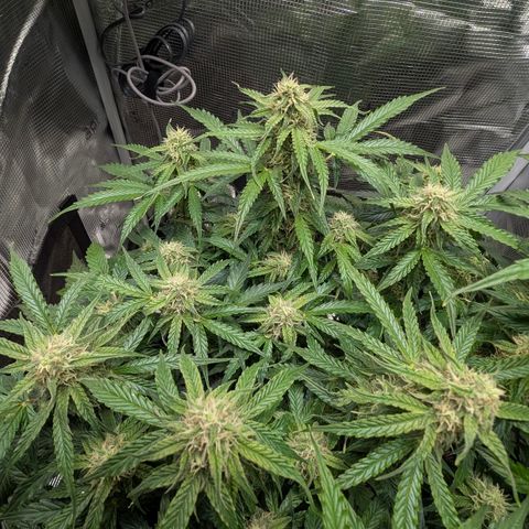 Medusa F1 growlog timeline photo