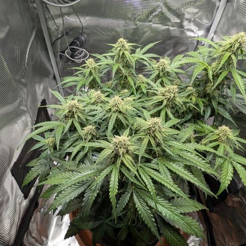 Medusa F1 growlog timeline photo