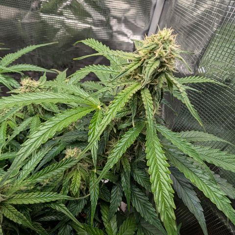 Medusa F1 growlog timeline photo