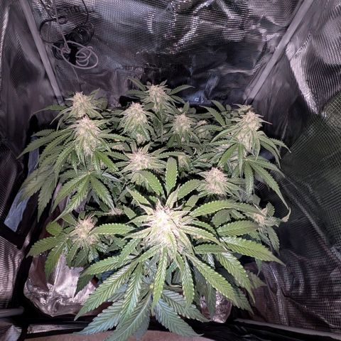 Medusa F1 growlog timeline photo