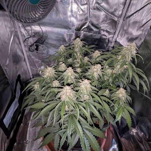 Medusa F1 growlog timeline photo