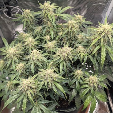 Medusa F1 growlog timeline photo