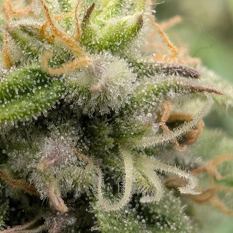 Medusa F1 growlog timeline photo