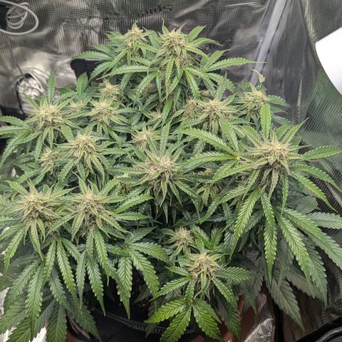 Medusa F1 growlog timeline photo