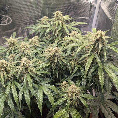 Medusa F1 growlog timeline photo