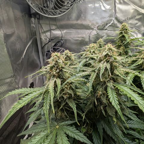 Medusa F1 growlog timeline photo