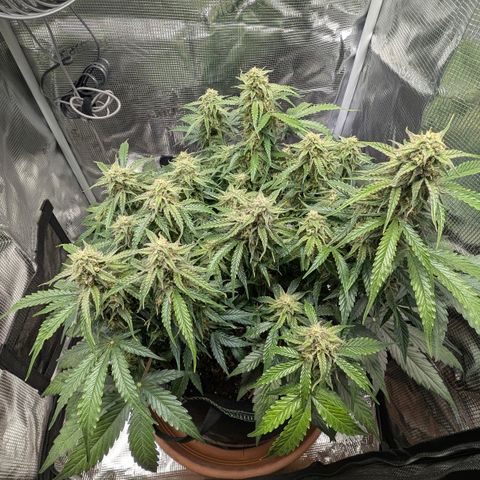 Medusa F1 growlog timeline photo