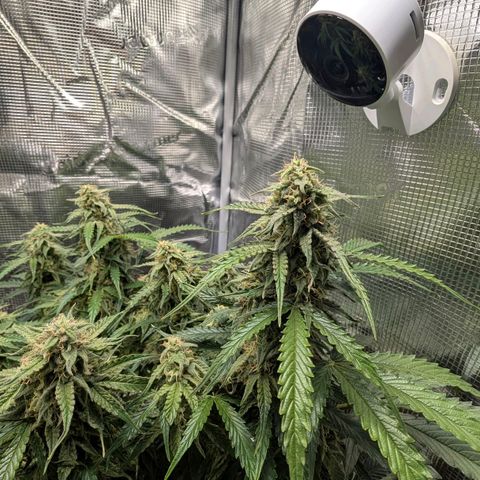 Medusa F1 growlog timeline photo