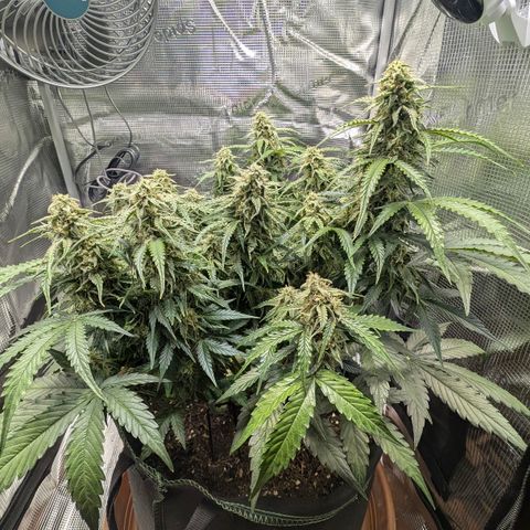 Medusa F1 growlog timeline photo
