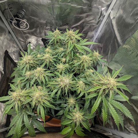 Medusa F1 growlog timeline photo