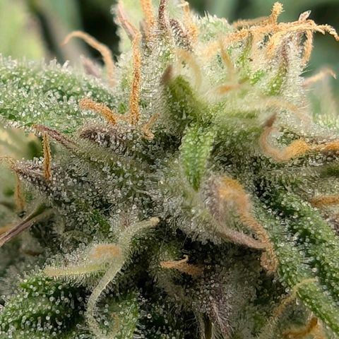 Medusa F1 growlog timeline photo