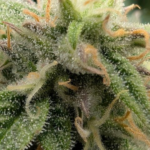 Medusa F1 growlog timeline photo