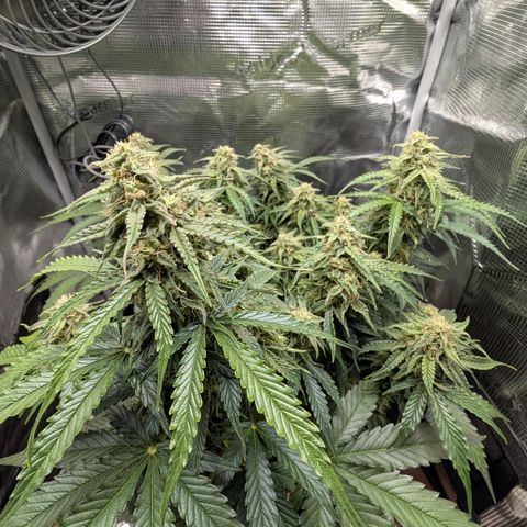 Medusa F1 growlog timeline photo