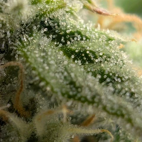 Medusa F1 growlog timeline photo