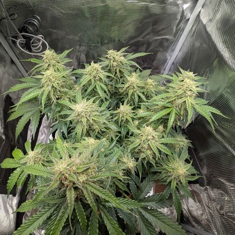 Medusa F1 growlog timeline photo