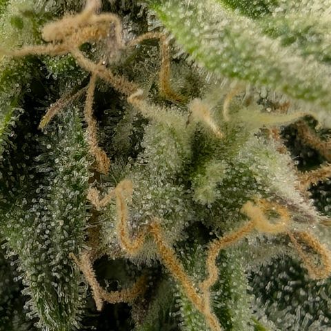 Medusa F1 growlog timeline photo