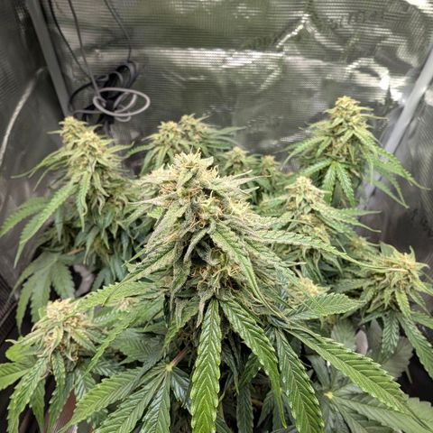 Medusa F1 growlog timeline photo