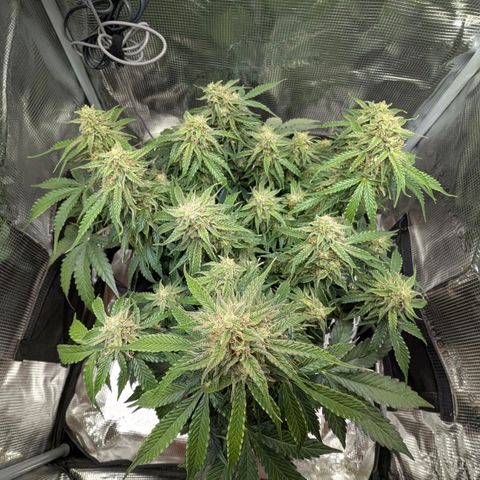 Medusa F1 growlog timeline photo