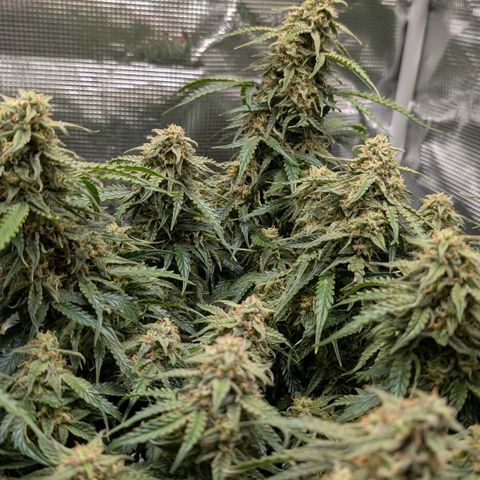 Medusa F1 growlog timeline photo