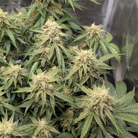Medusa F1 growlog timeline photo