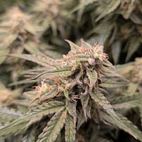 Medusa F1 growlog timeline photo