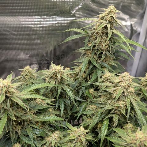 Medusa F1 growlog timeline photo
