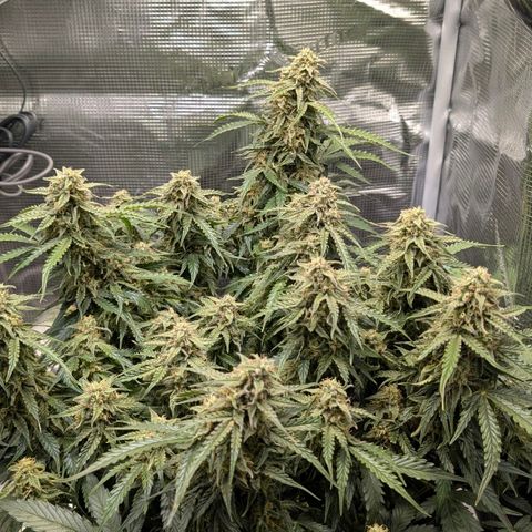 Medusa F1 growlog timeline photo