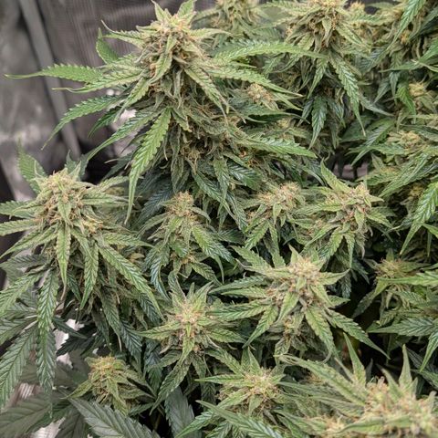 Medusa F1 growlog timeline photo
