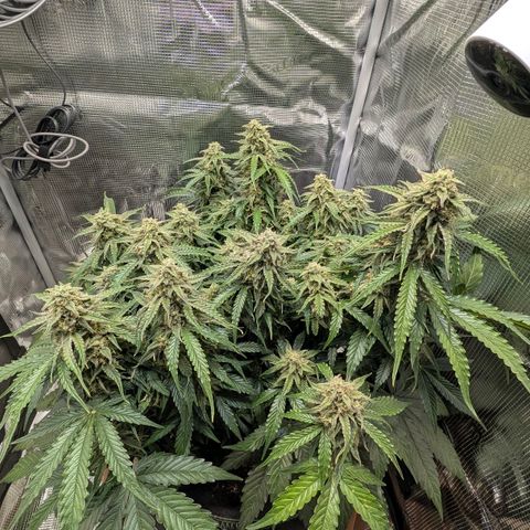 Medusa F1 growlog timeline photo