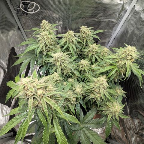 Medusa F1 growlog timeline photo